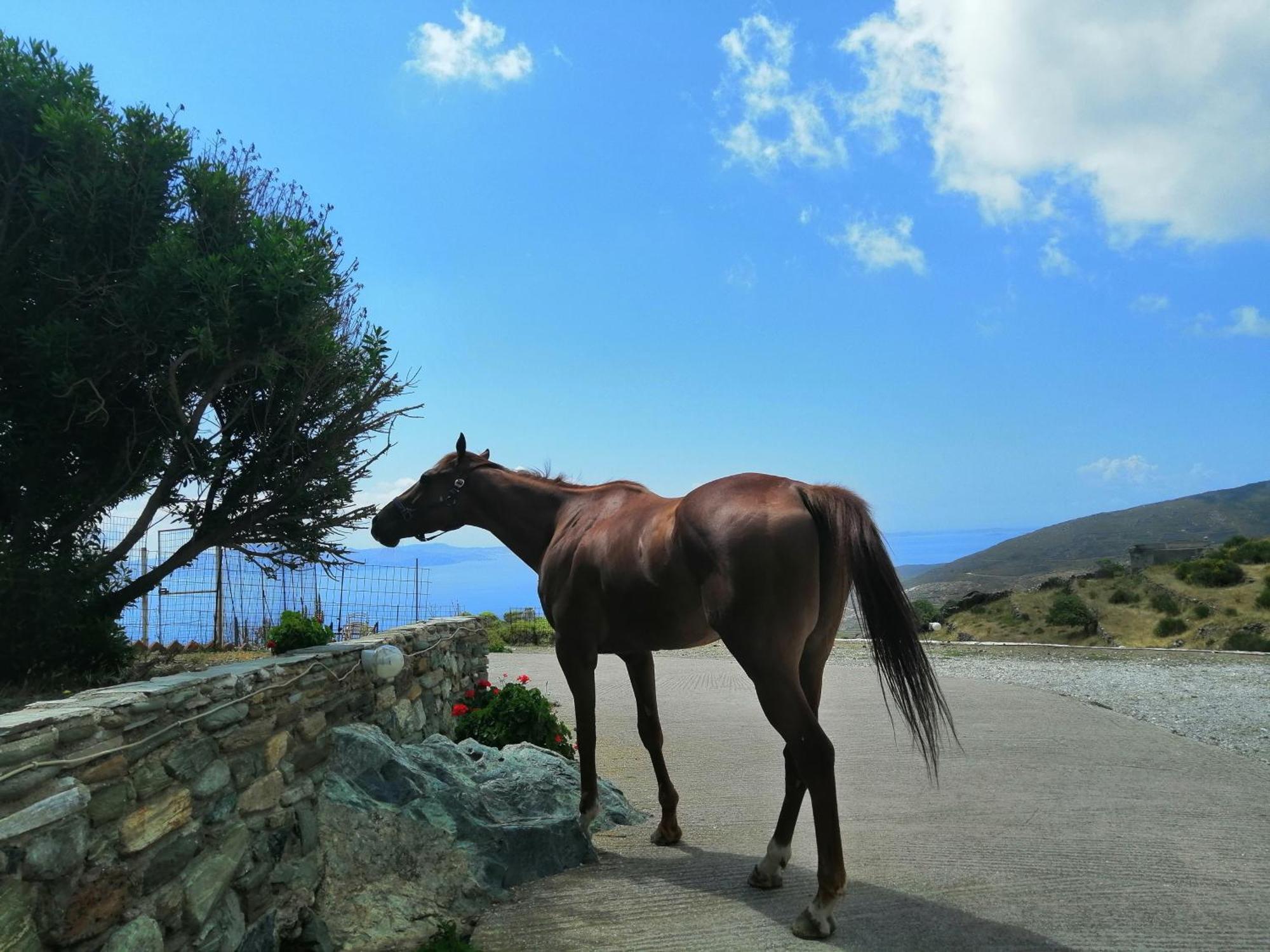 فيلا Balcony To The Aegean Stení المظهر الخارجي الصورة